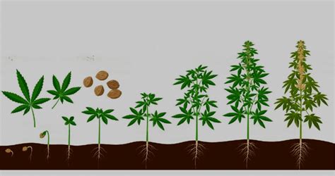 Image result for Growing a Autoflower