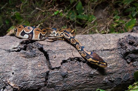 Image result for Royal Python in the Wild