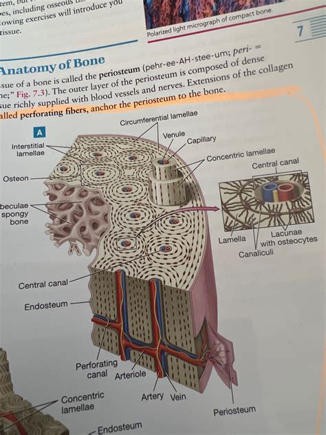 Image result for Compact Bone Structure and Function