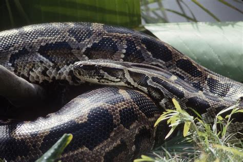 Image result for Bermudian Python