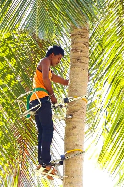 Most Comfortable Tree Climber-க்கான படிம முடிவு