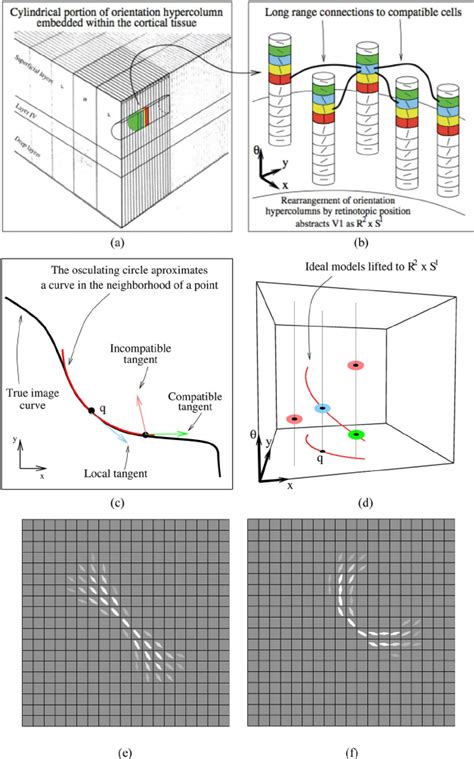 Image result for Columnar Organization of Primary Visual Cortex