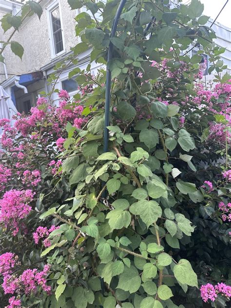 Raspberry Plant Identification に対する画像結果