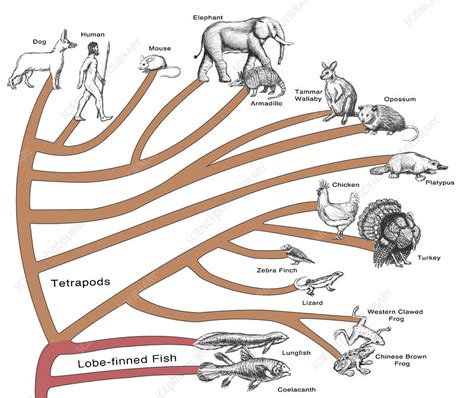 Image result for Evolutionary Tree