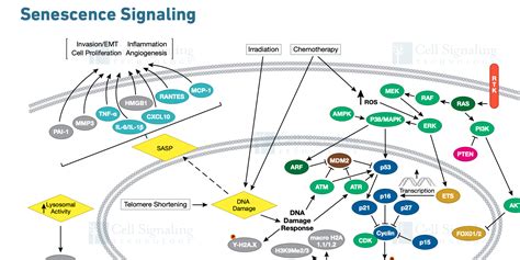 Image result for Senescence Pathways