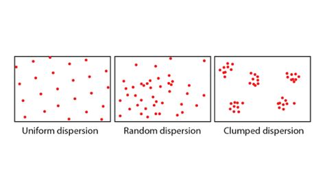 Random Clumped and Uniform Distribution に対する画像結果