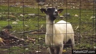Image result for Goats Falling Off Mountain