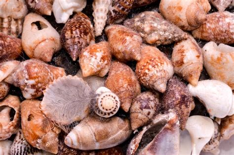 Afbeeldingsresultaten voor Round Sea Shells