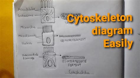 Image result for How to Make a Cytoskeleton Project