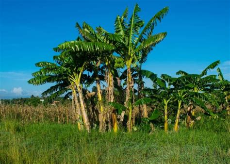 Image result for Banana Tree Root System