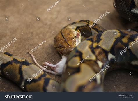 Image result for Giant Python Snake Eating