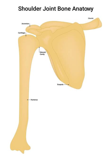 Shoulder Bone Anatomy Vector Art, Icons, and Graphics for Free Download