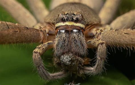 Image result for Huntsman Spider Arizona