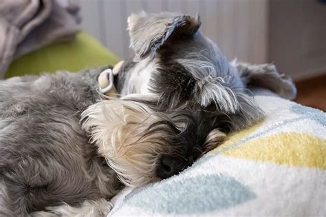 Afbeeldingsresultaten voor Anemia in a Puppy