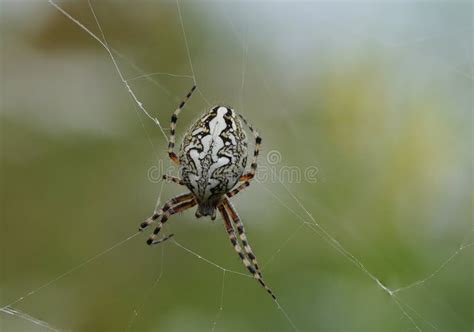 Desert Wheel Spider に対する画像結果