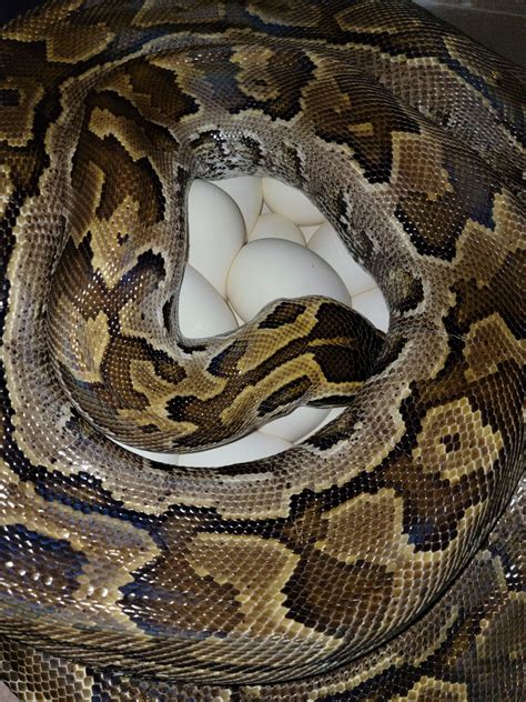 Toradh íomhá ar Rock Python Florida