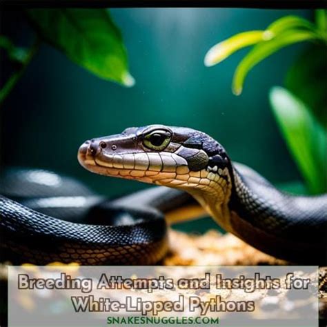 Image result for Pet White Python