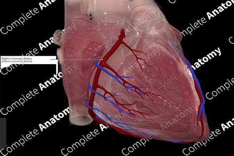 Image result for Right Coronary Artery On CT Scan