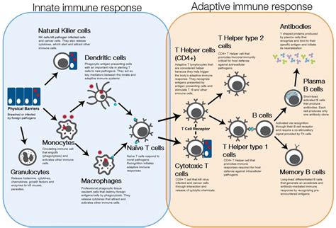 Afbeeldingsresultaten voor Adaptive Immunity Flow Chart