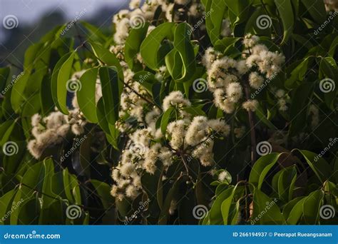 Image result for Large Java Plum Tree