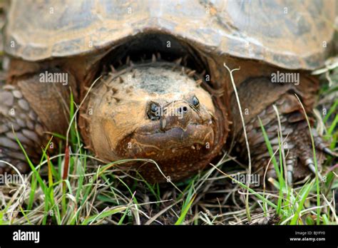 Florida Common Snapping Turtle-साठीचा प्रतिमा निकाल