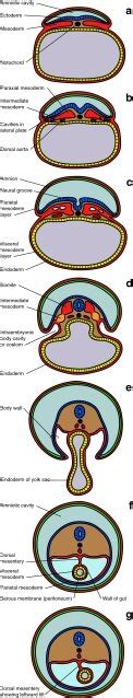 Image result for Mesoderm Diagram