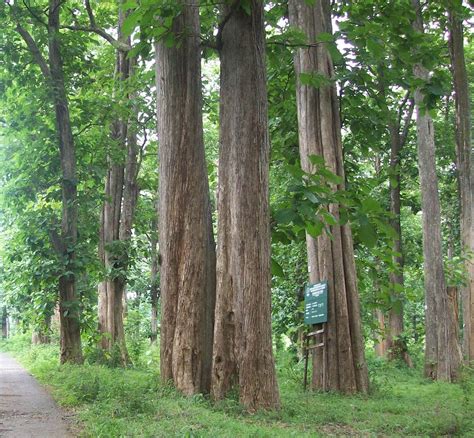 Image result for Teak Cockpit Grate