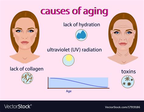 Image result for Causes of Aging
