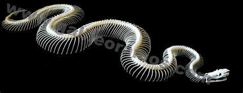 Afbeeldingsresultaten voor Python Regius Skeleton Diagram