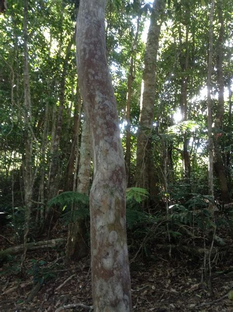 Image result for Python On a Tree