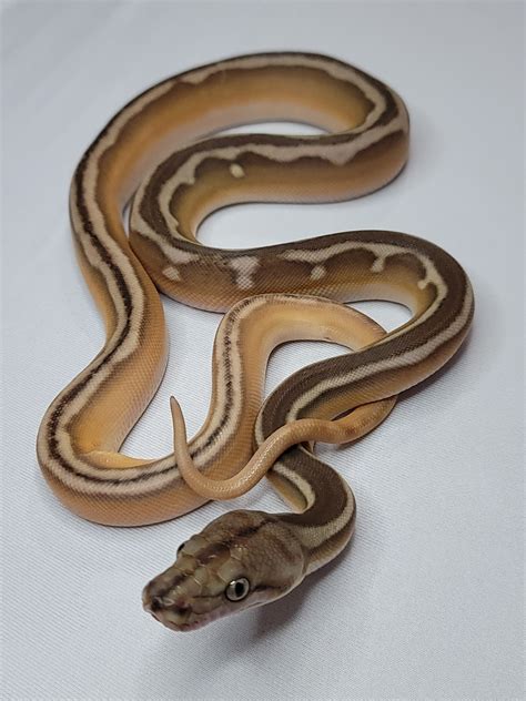 Afbeeldingsresultaten voor Purple Reticulated Python