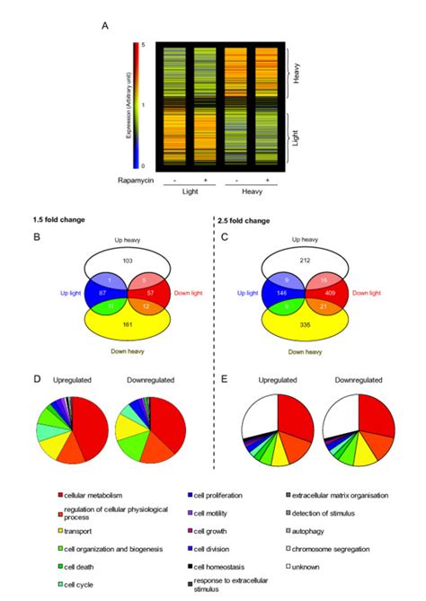 Image result for Microarray Clustering