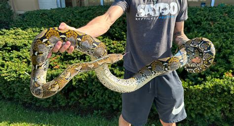 Image result for Male Reticulated Python