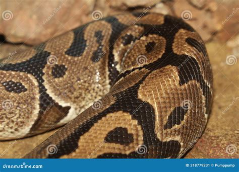 Ball Python Snake Mask に対する画像結果