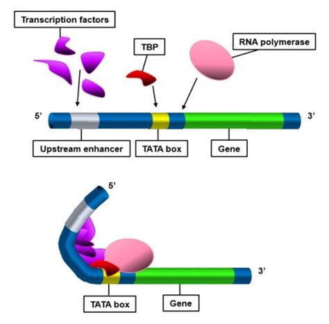 Image result for Coding N Non-Coding