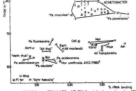 Image result for Glutamicibacter Gram