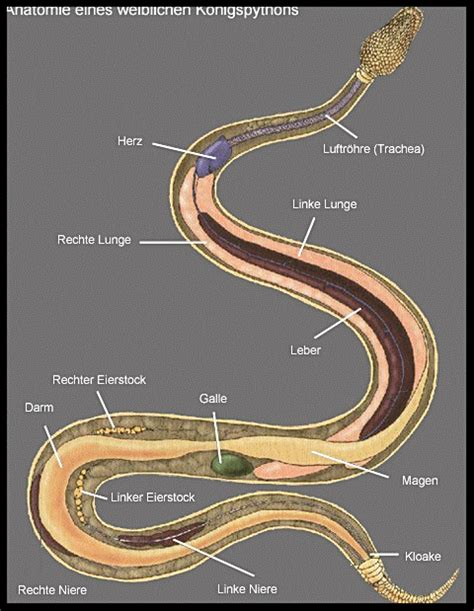 Image result for Anathomie Python
