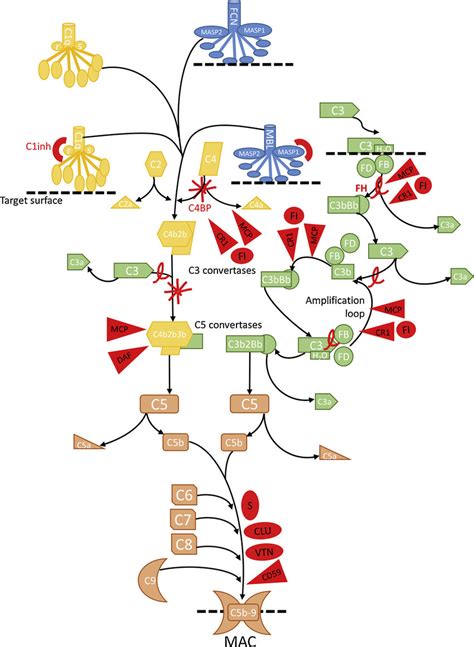 Afbeeldingsresultaten voor Complement System Alternative Pathway