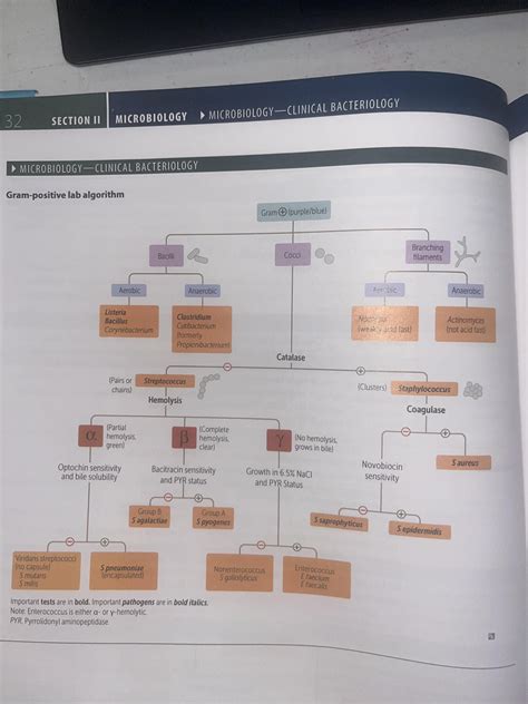 Image result for Gram-positive Algorithm