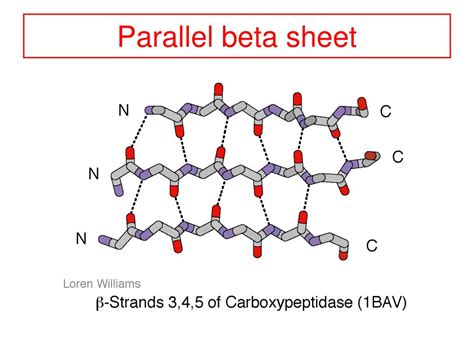 Image result for Parallel Beta Sheet Structure