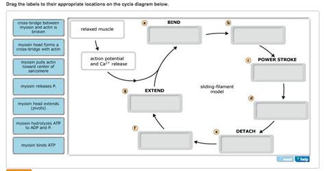 Image result for Sarcomere Contraction and Relaxation Simulation Activity