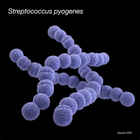 Image result for Strep Gram-positive