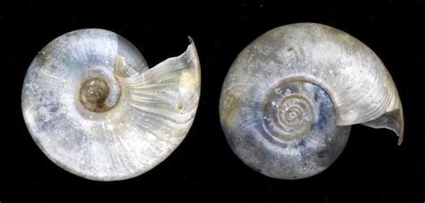 Planorbidae に対する画像結果