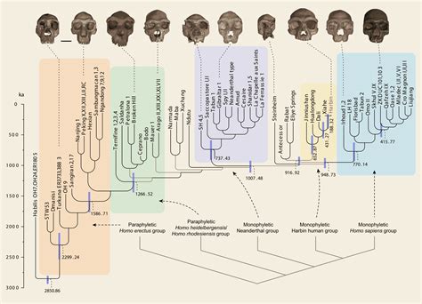 Image result for Human Evolution Tree Chart
