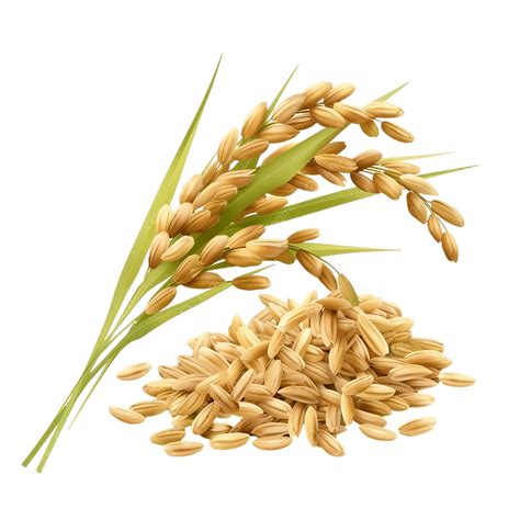 Rice Seed Program Icon എന്നതിനുള്ള ഇമേജ് ഫലം