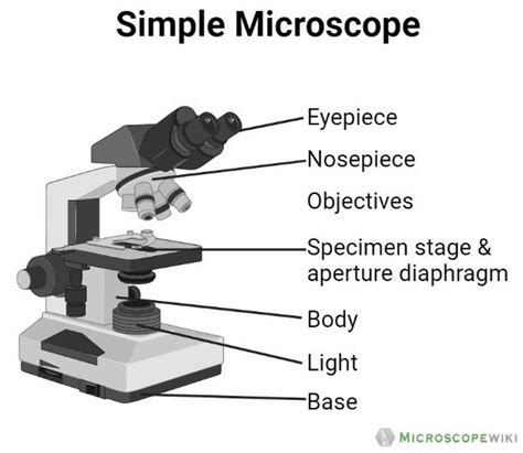Toradh íomhá ar Compound Light Microscope Labeled Diagram