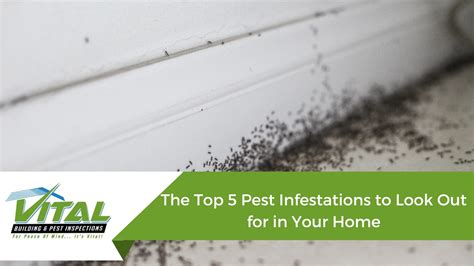 Afbeeldingsresultaten voor Infested Homes