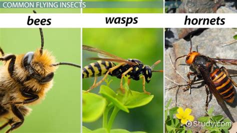 Image result for Bee and Wasp Behavior