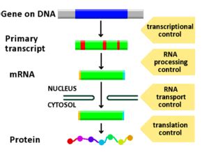 Image result for Translational Control of Gene Expression