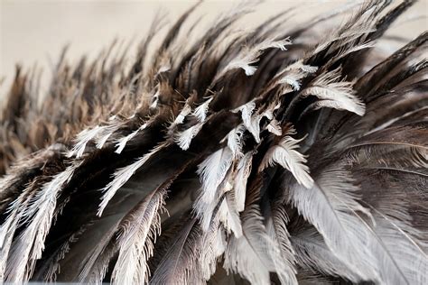 Feathers of Python に対する画像結果